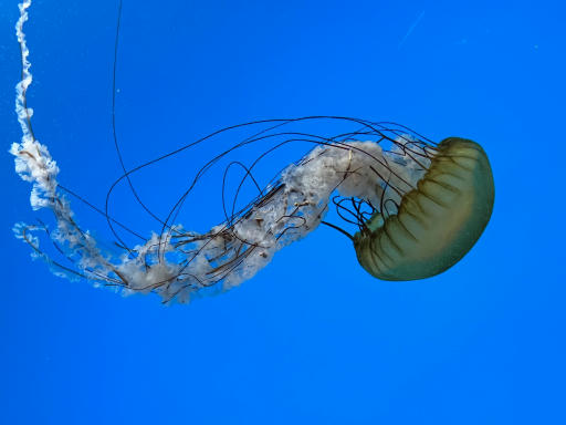 Jellyfish-02