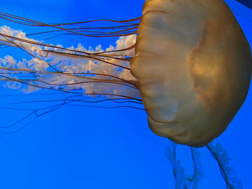 Jellyfish-09