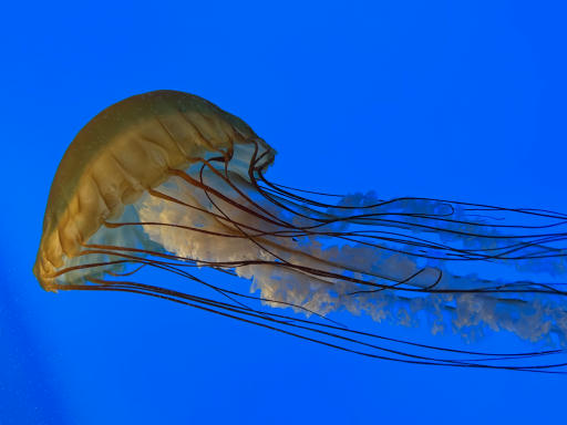 Jellyfish-08