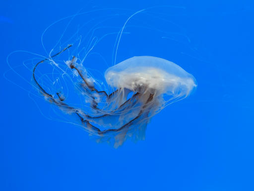 Jellyfish-04