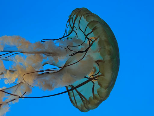Jellyfish-11